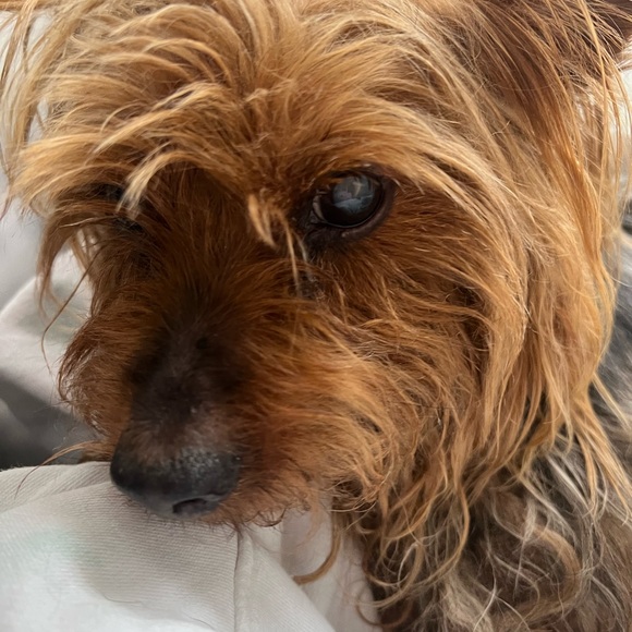 LISTING FOR CHATTING - Picture 7 of 11